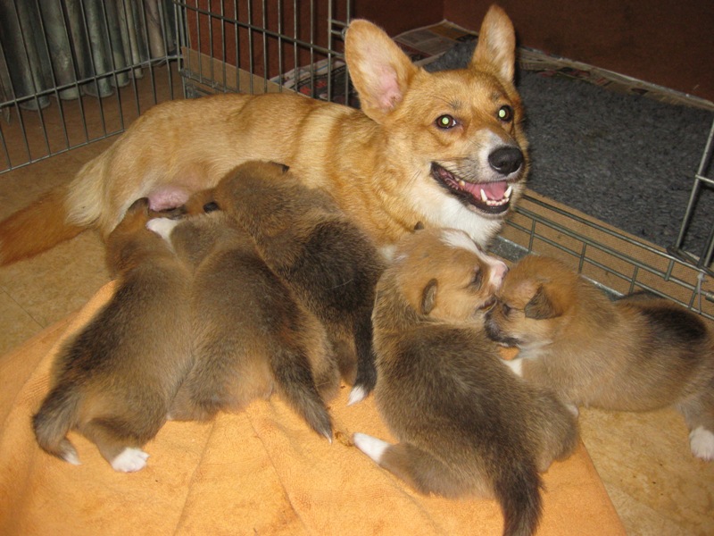 Puppies
